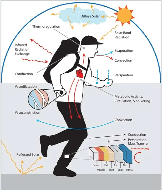 Human-thermoregulation-and-heat-transfer-mechanisms
