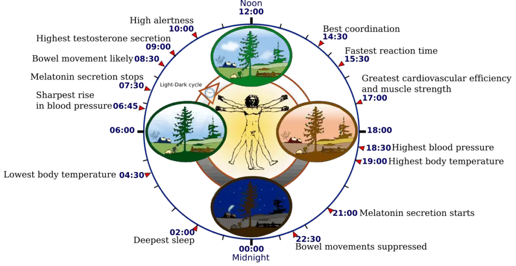 circadian rhythm