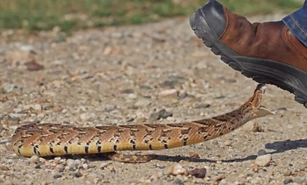 Can a Cottonmouth Bite Through Rubber Boots