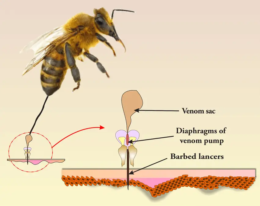 Structure of a bee sting